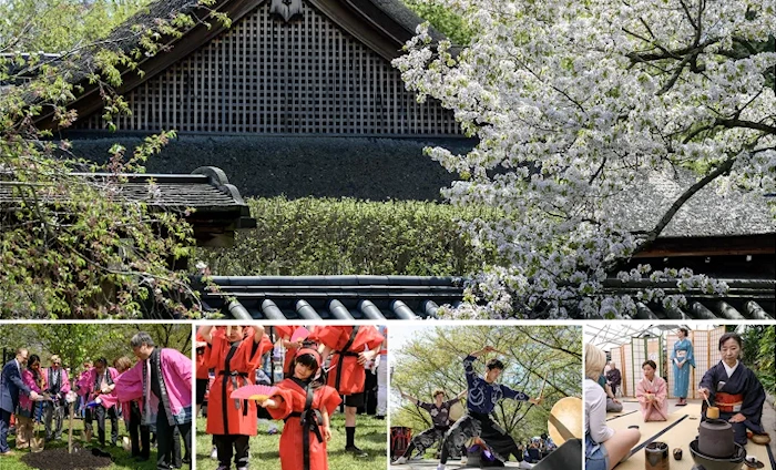 2025 Annual Subaru Cherry Blossom Festival Event of Greater Philadelphia (2 Days) Tea Ceremony, Workshops, Taiko, Performers, Beer Garden (Video) | Japanese-City.com