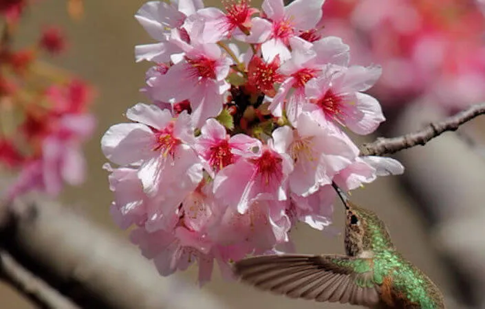 2016 Annual Family Picnic Day - Cherry Blossom Festival - South Coast Botanic Garden (2 Weekends) March 5th Actual Festival Day | Japanese-City.com