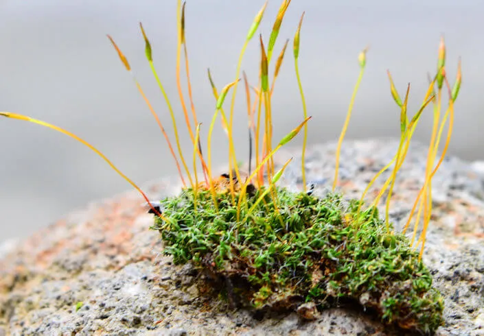 2016 Moss Gardening Workshop | Japanese-City.com