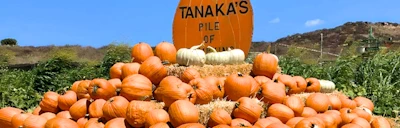 Japanese events venues location festivals 2024 - Tanaka Farms Pumpkin Patch Opens in September to October! (Wagon Rides, Pumpkin Patch..) #TanakaFarms (See Video)