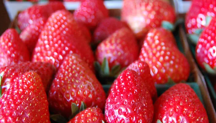 2016 Tanaka Farms Strawberry Tours! (Guided Tour Around the Farm that takes Approximately 1 Hour on a Wagon) | Japanese-City.com