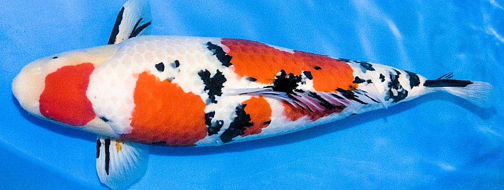 2025: 36th Annual Koi Show - San Diego Koi Club: The Largest West Coast KOI Show (2 Days) Over 300 Koi on Display - FREE | Japanese-City.com