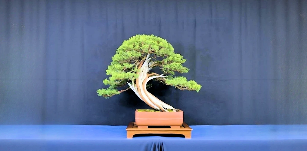 2025: 65th Annual Bonsai Show & Sale Returns to Sacramento: A Celebration of Living Art & Tradition | Japanese-City.com