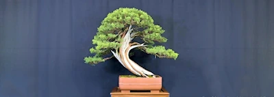 2025: 65th Annual Bonsai Show & Sale Returns to Sacramento: A Celebration of Living Art & Tradition