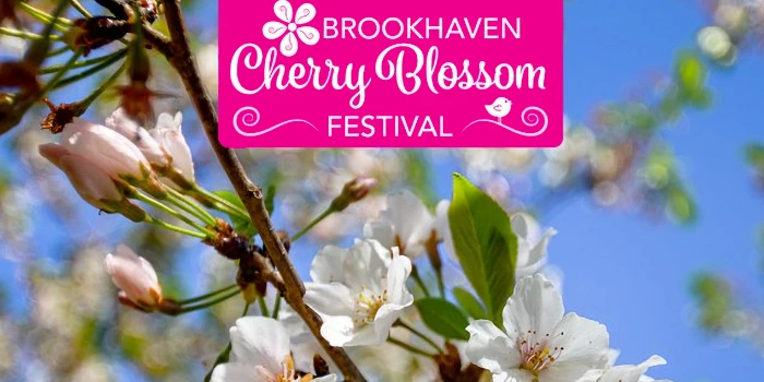 2025 Annual Brookhaven Cherry Blossom Festival Event (Live Music, Food, Car Show, Kids Fun..) 2 Days - Free | Japanese-City.com