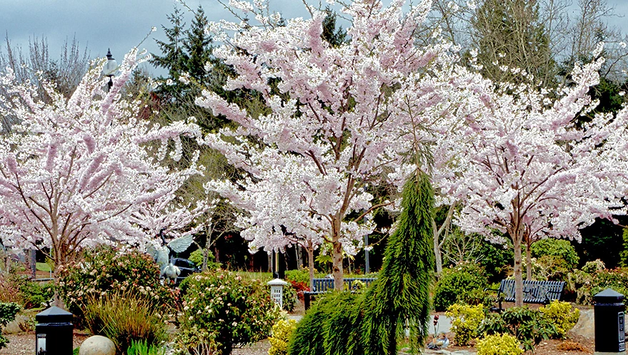 2025 Yozakura Festival: Cherry Blossom Viewing in the Daytime & Evening (March 22 - April 5) Gresham Japanese Garden | Japanese-City.com