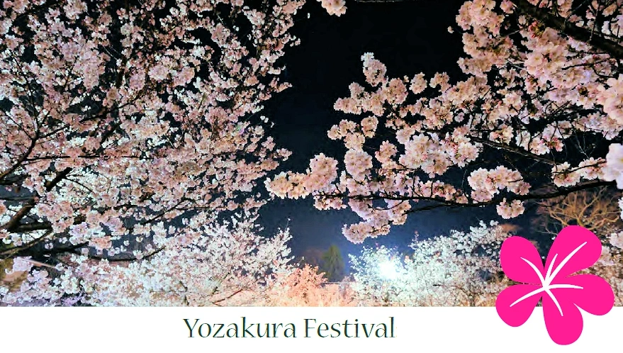 2025 Yozakura Festival: Cherry Blossom Viewing in the Daytime & Evening (March 22 - April 5) Gresham Japanese Garden | Japanese-City.com