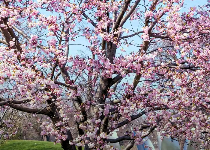 Fireflies Cherry Blossom